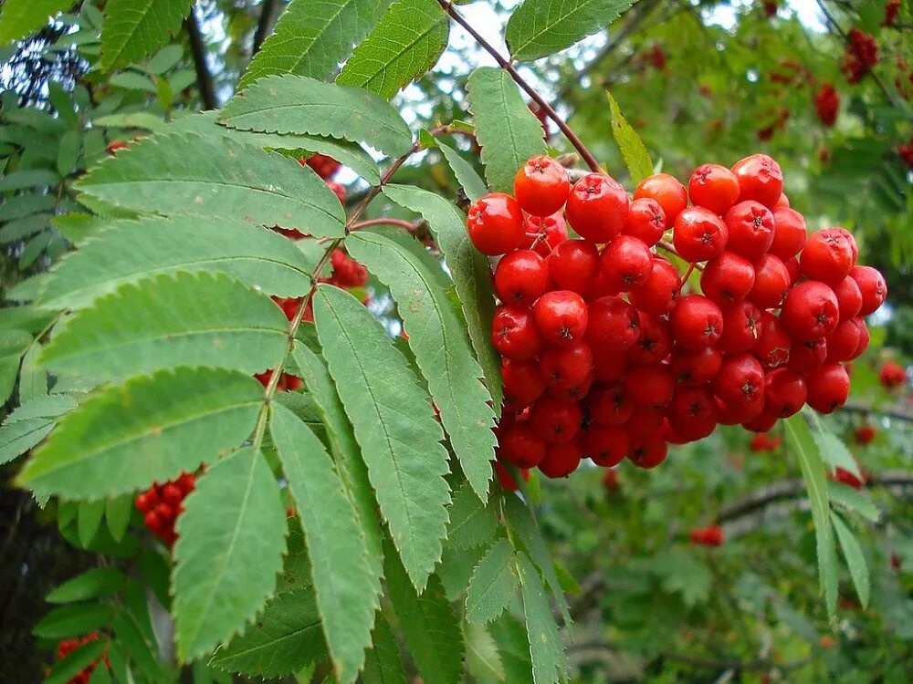 Рябина обыкновенная Sorbus aucuparia. Рябина обыкновенная (Sorbus aucuparia l.). Рябина обыкновенная с10. Рябина кашмирская Sorbus cashmiriana. Ярко красная рябина