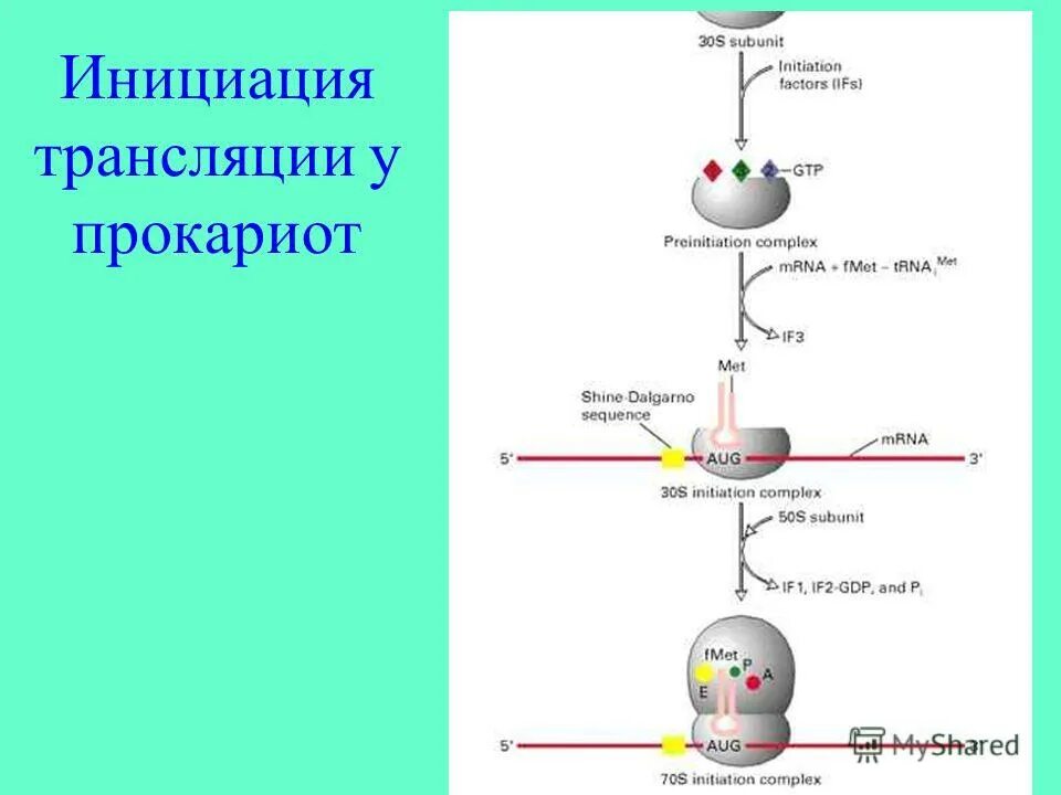 Факторы инициации трансляции у эукариот. Инициация последовательность. Факторы инициации трансляции у прокариот. Инициация трансляции у прокариот. Инициация трансляции.