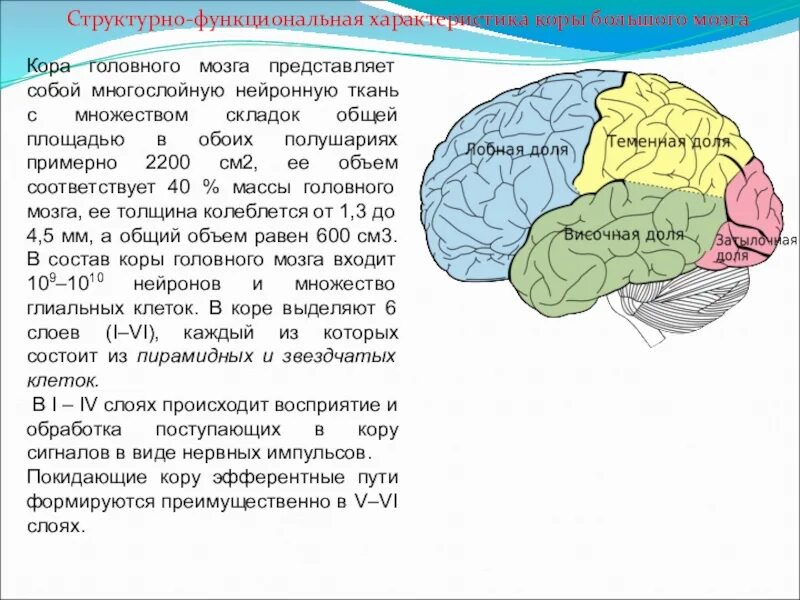 Повреждение коры головного мозга. Толщина коры головного мозга.