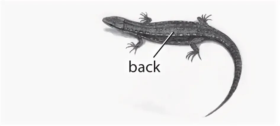 Scale back