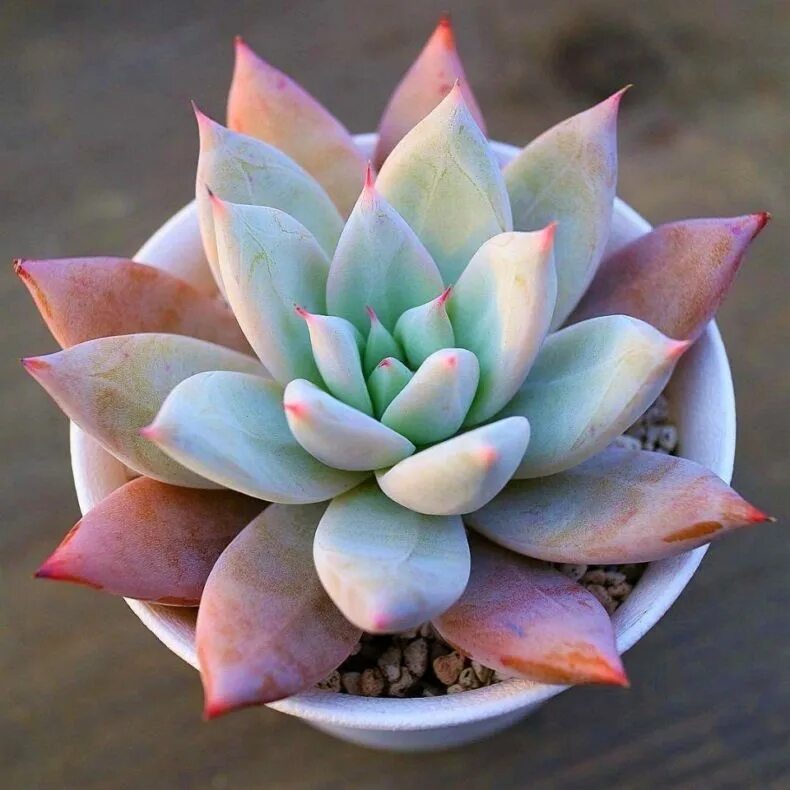 Эхеверия пересадка. Суккулент эхеверия Echeveria. Эхеверия Магнифика. Эхеверия каменный цветок.