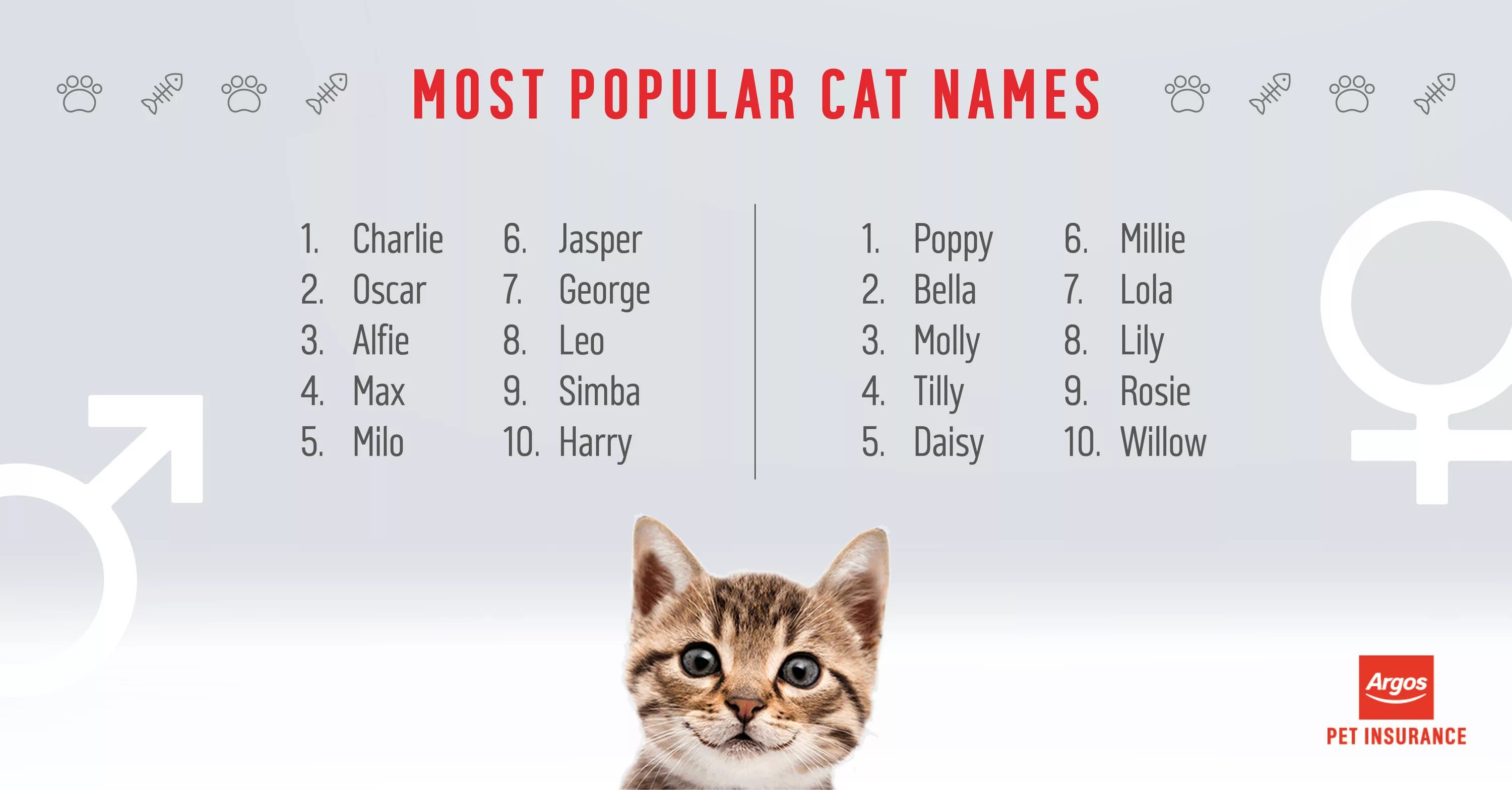 Имена котов мальчиков на букву. Имена для кошек. Имена для кошек девочек. Красивые имена для котят. Самое классное имя для котенка мальчика.