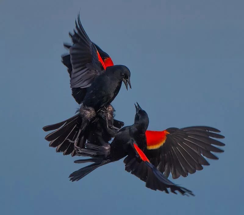 Red-Winged Blackbird. Птица с красными крыльями. Черная птица с красными крыльями. Черно красная птица. Доминирование птицы