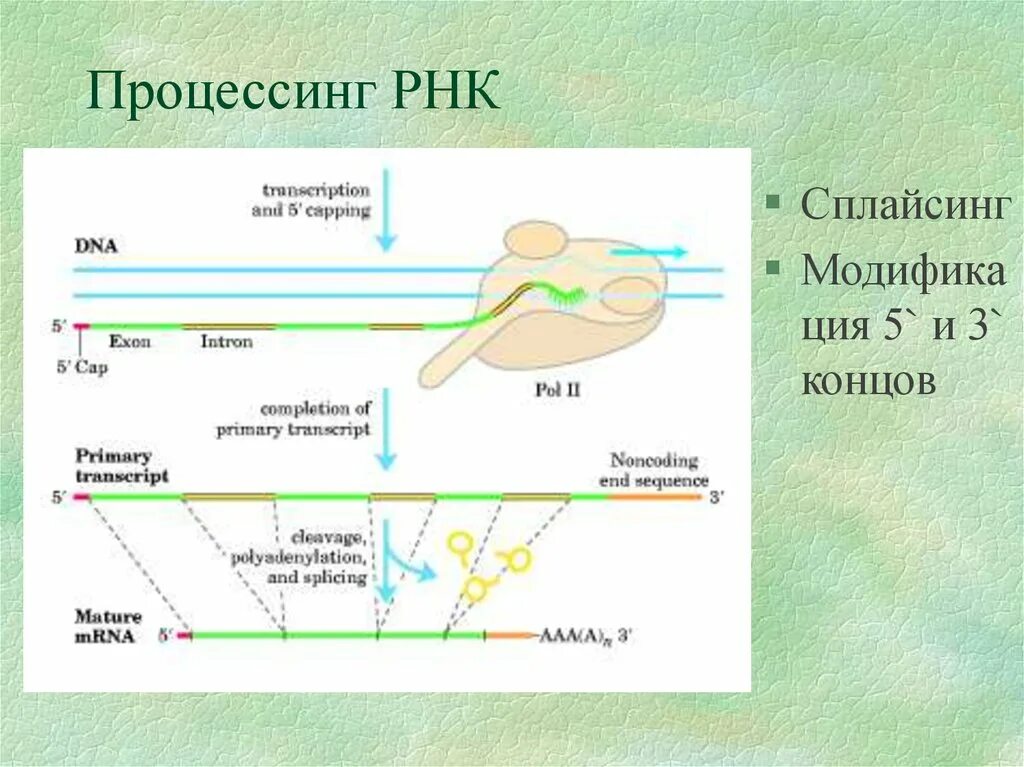 Созревание РНК процессинг сплайсинг. Схема процессинга РНК. Процессинг и сплайсинг. Процессинг и сплайсинг ИРНК.