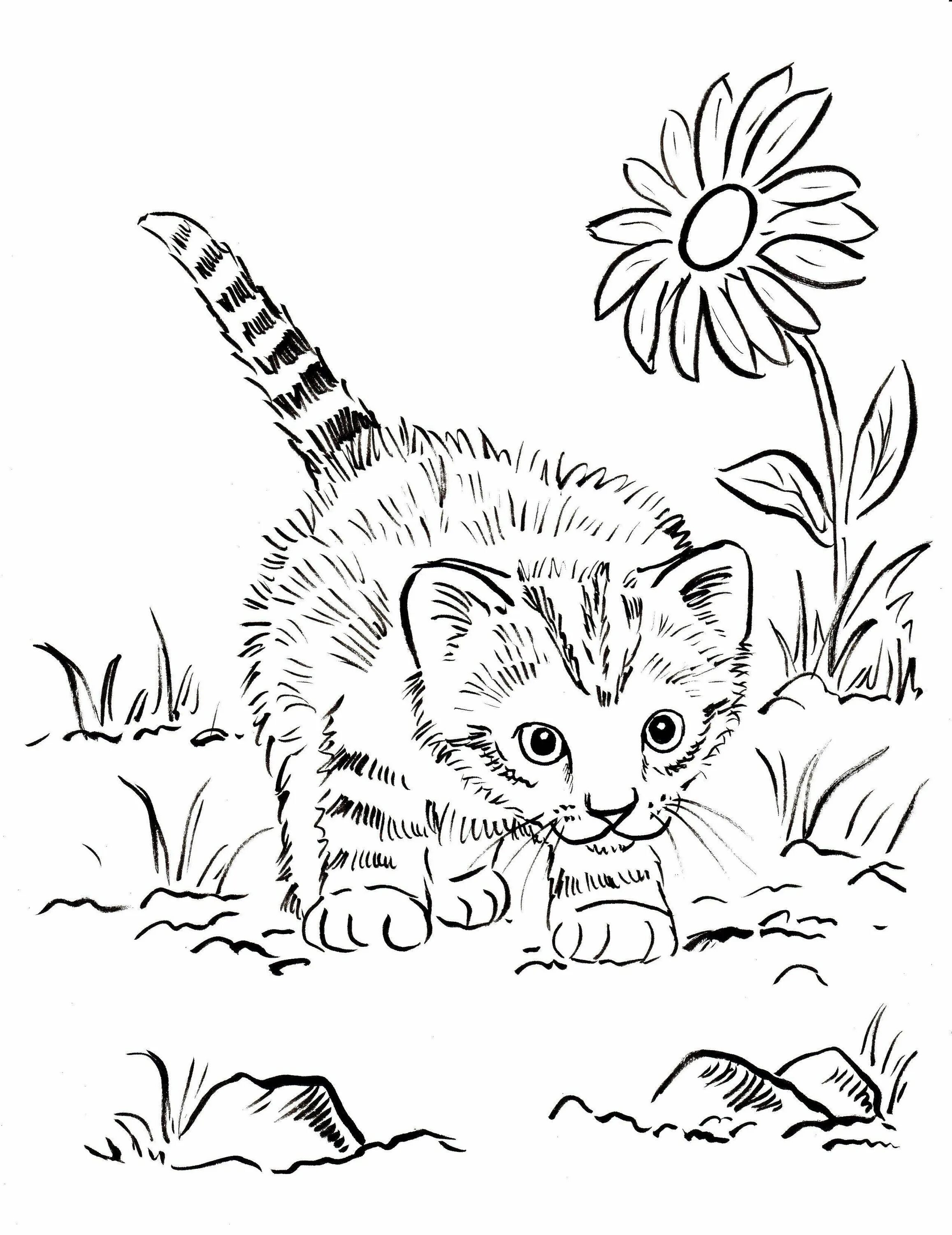 Котенок. Раскраска. Раскраска. Котики. Раскраска кот. Раскраски котенки