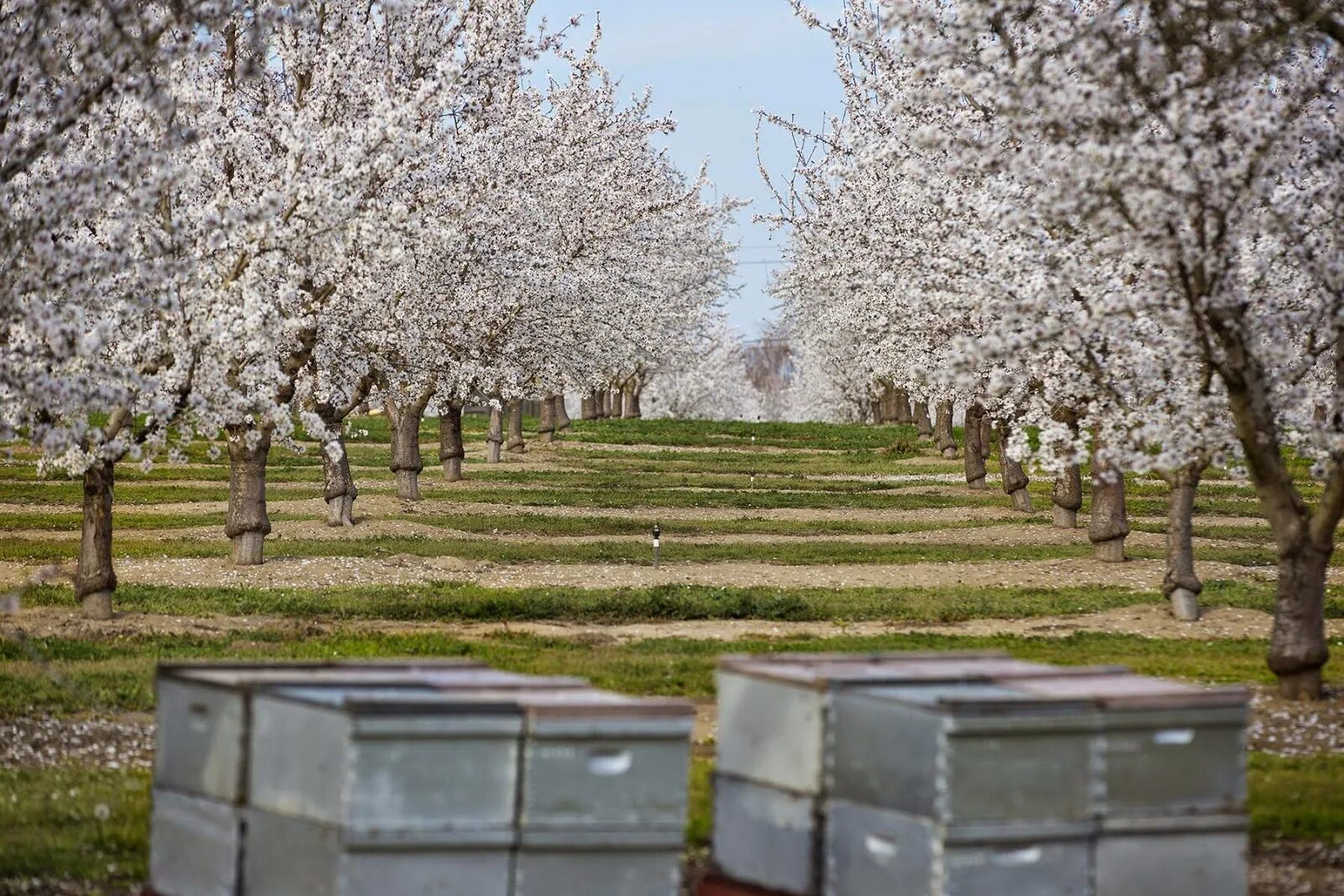 Ветка цветущая. Цветущий миндаль пчела. Цветы миндаля. Миндаль как растет в природе. Миндальное дерево цветение.