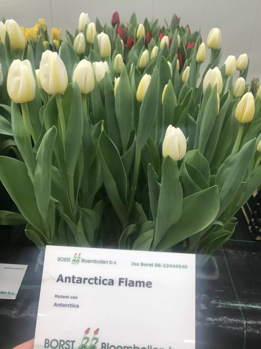 Тюльпан антарктика (триумф). Тюльпан antarctica белый. Тюльпан антарктика (триумф). Тюльпан триумф антарктика лав. Тюльпан антарктика (триумф).