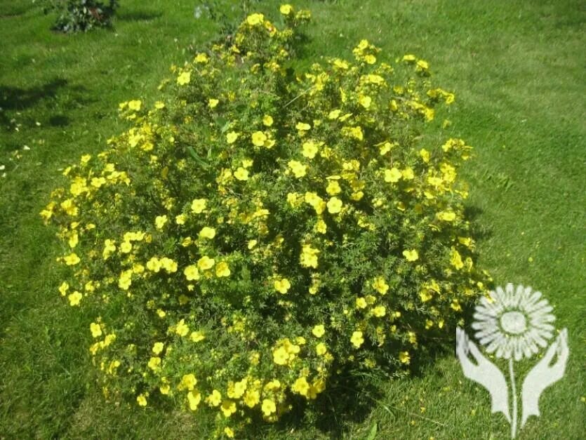 Лапчатка в ландшафтном дизайне: посадка уход и сорта