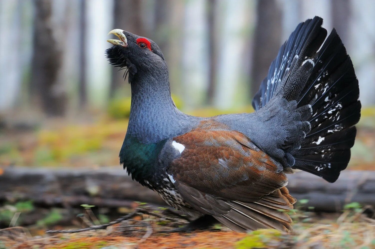 Глухарь где обитает природная. Глухарь (Tetrao urogallus). Обыкновенный Глухарь. Каменный Глухарь (Tetrao parvirostris). Черноклювый Глухарь.