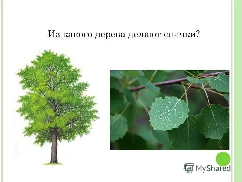 Из какого дерева делают деньги. Из какого дерева делают спички. из древесины какого дерева делают спички. из какого дерева сделана спичка. из каких деревьев что делают.