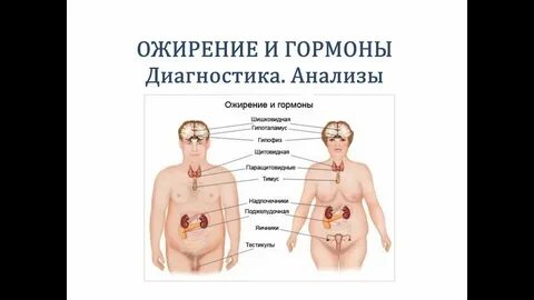 Влияние гормонов на уровень