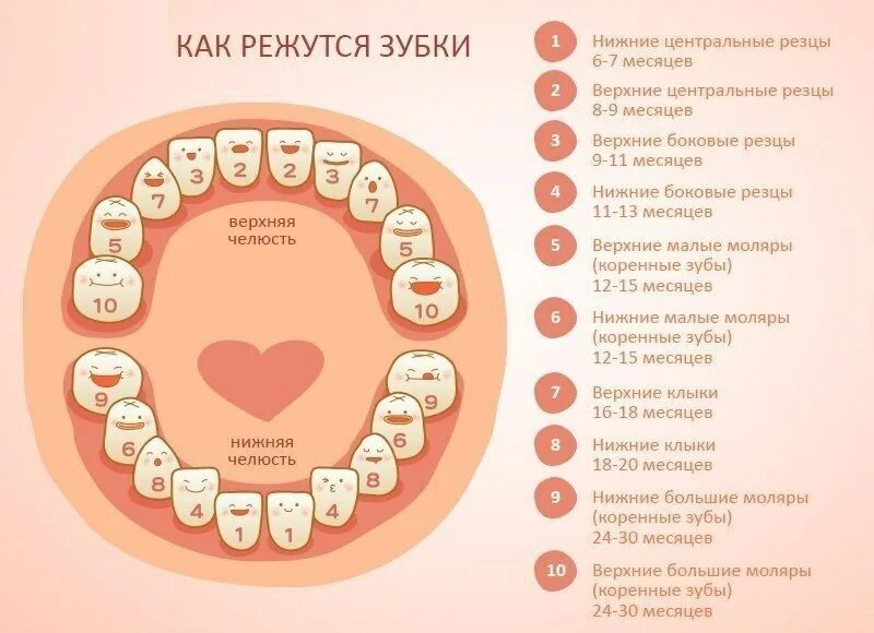 В каком возрасте лезут
