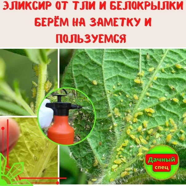 Как избавиться от белокрылки в теплице. Как избавиться от белокрылки в теплице