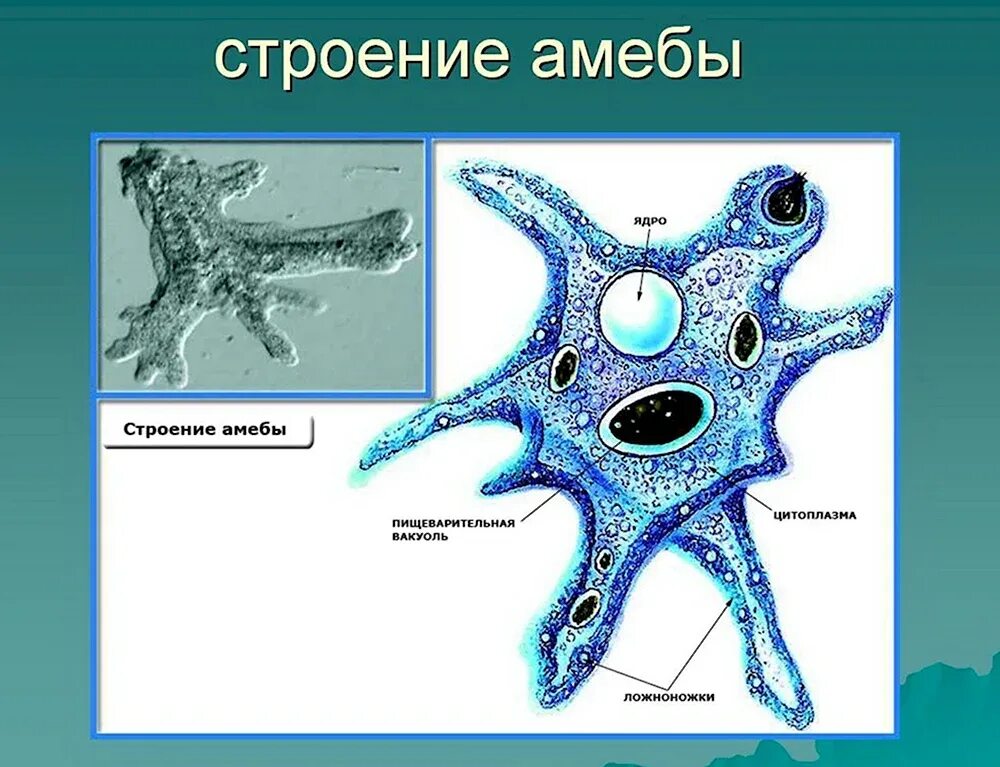 Пищеварительная вакуоль рисунок. Класс Саркодовые амёба обыкновенная. Корненожки амеба обыкновенная. Саркодовые корненожки. Одноклеточные корненожки амеба.