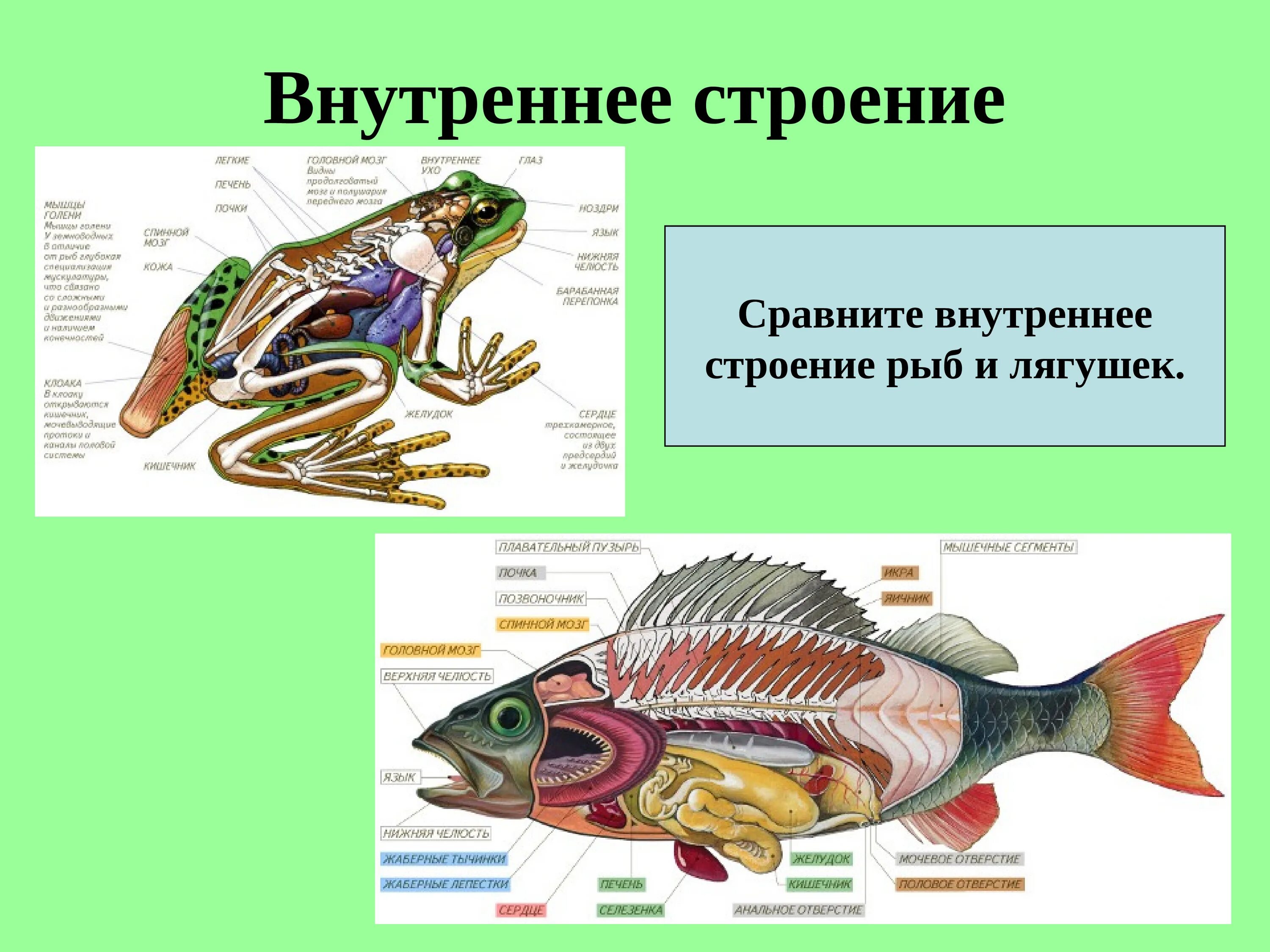 Различие лягушки и рыбы. Внутреннее строение лягушки. Внутреннее строение рыб и земноводных. Строение земноводных и рыб. Внутреннее строение рыбы.