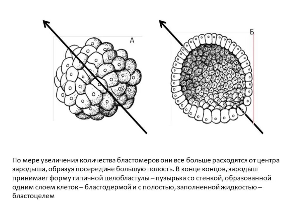 Эмбриогенез задания егэ
