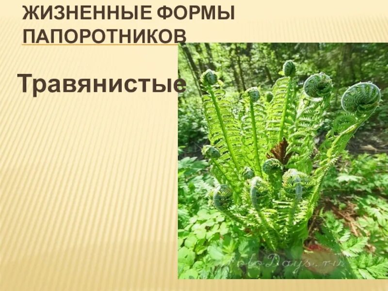 Картинки ОСОБЕННОСТИ ПАПОРОТНИКОВ 7 КЛАСС БИОЛОГИЯ