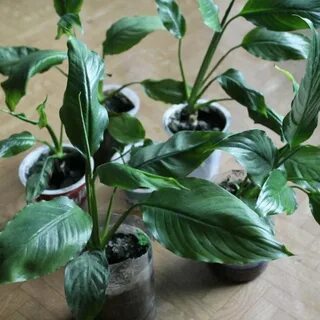 Какой уход спатифиллум