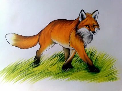 Сперматозоид аз тұтқыр