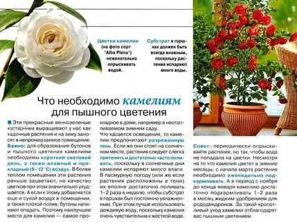 Статей цветы