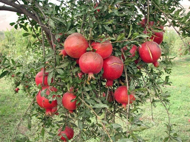 Сорта окс. Малина ремонтантная носорог. Гранат никитский ранний дерево. Розы сорта окс. Крыжовник обыкновенный командор.