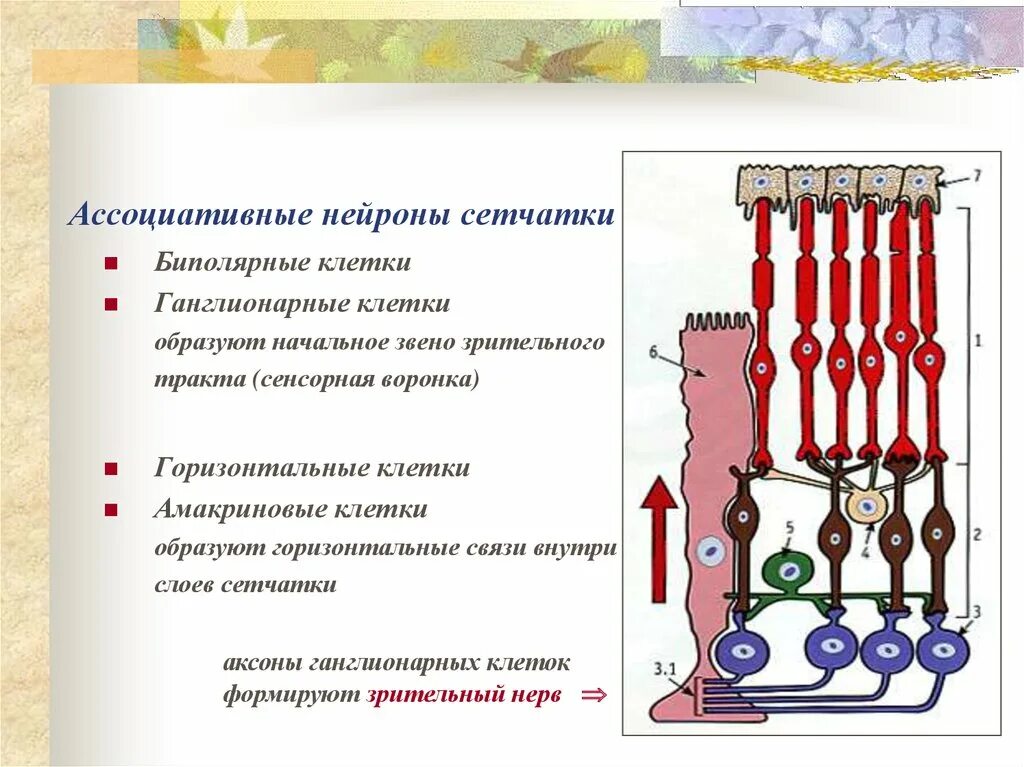 Биполярные клетки сетчатки строение. Амакриновые клетки сетчатки функции. Ассоциативные клетки сетчатки. Нейроны сетчатки.