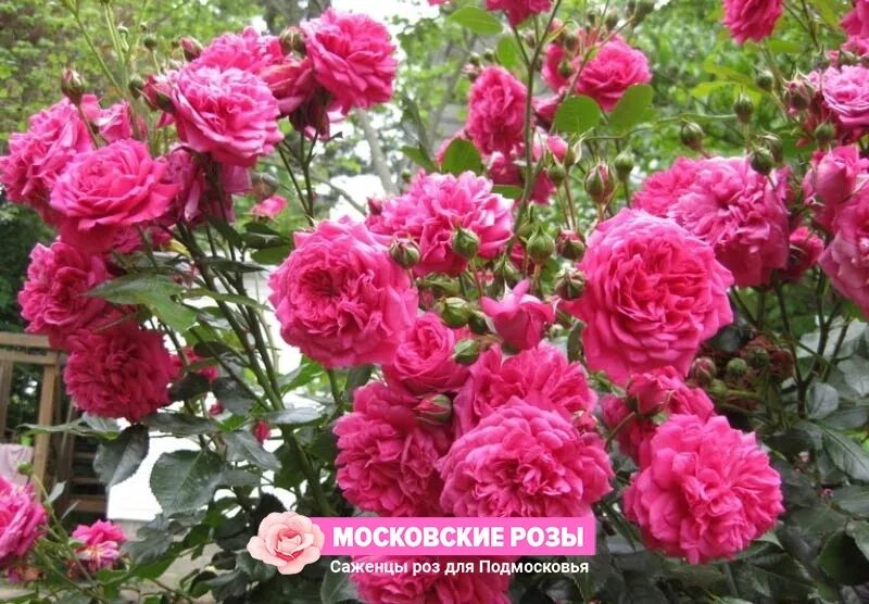 Kordes Роза Лагуна (ID# 170899574), цена: 29.09 руб., купить в Гродно на Deal.by