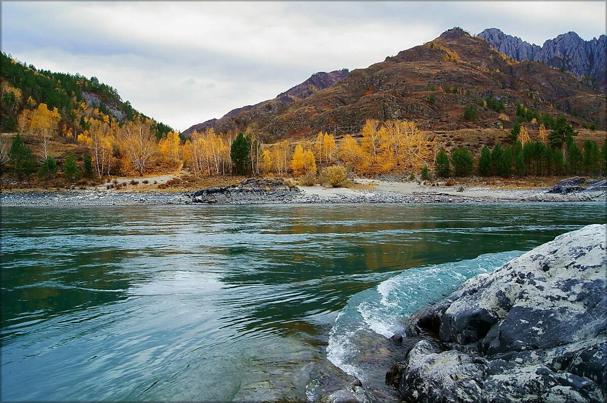 Сегодня в горном алтае. Горный Алтай Катунь осень. Река Катунь Алтай природа. Катунь осенью горный Алтай. Река Катунь осенью.