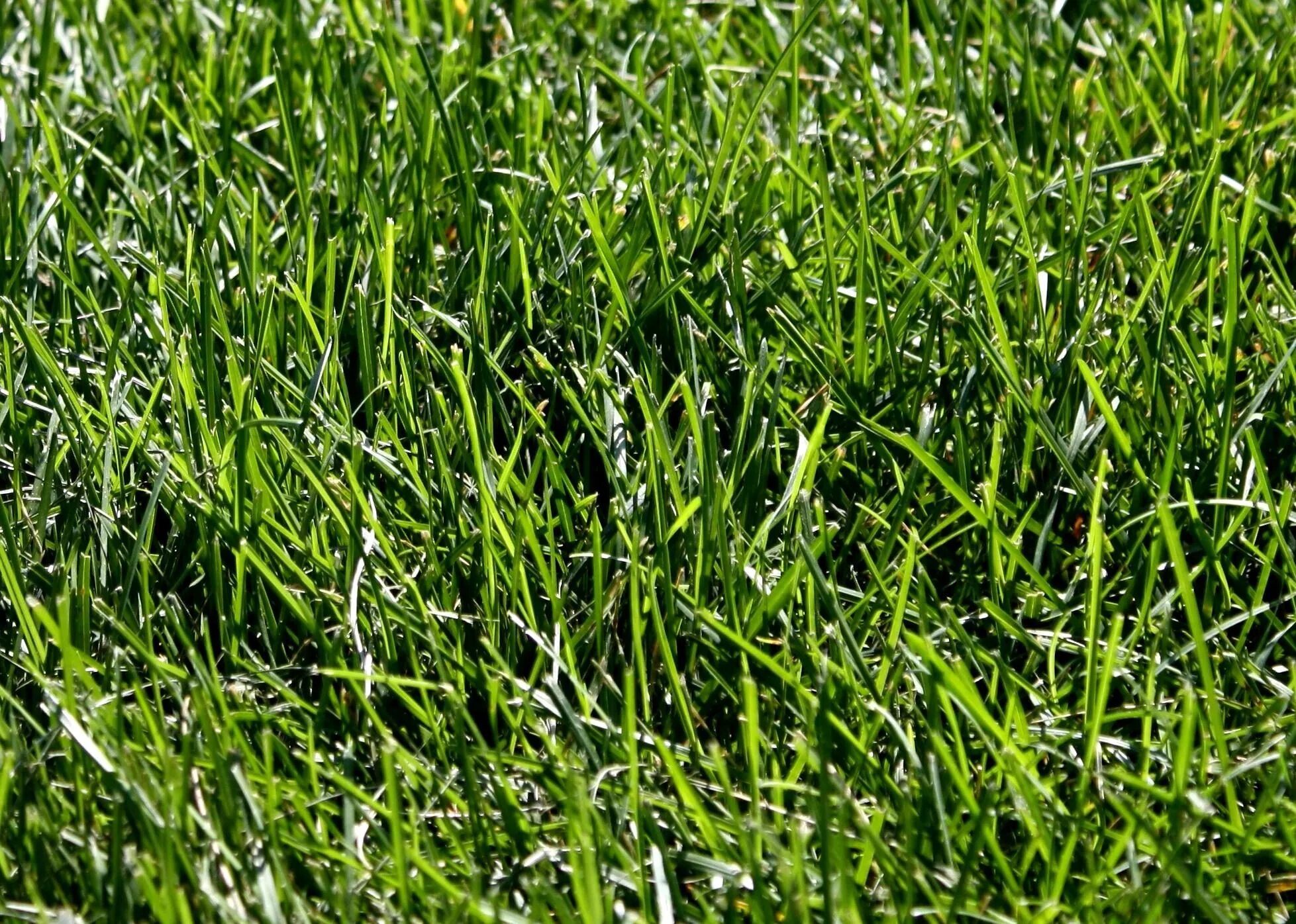 Грасс баннер. Grass реферал. Grass реферал. Зеленый газон. Модель травы 3д макс.