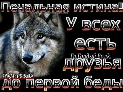 Песня один волк