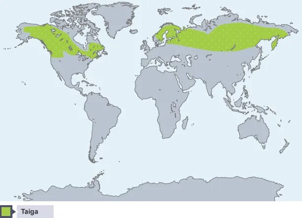 Материк тайги. Тайга на карте евразии. Материк тайги. Где располагается тайга на карте. Географическое положение тайги на карте.