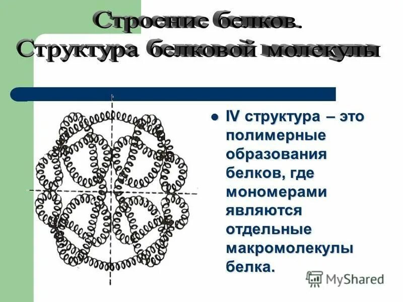 Образование белков. Каково строение белковых макромолекул. Образуется полимерная цепь белка. Где происходит образование полимерной цепи белка. Интерсертальная структура.