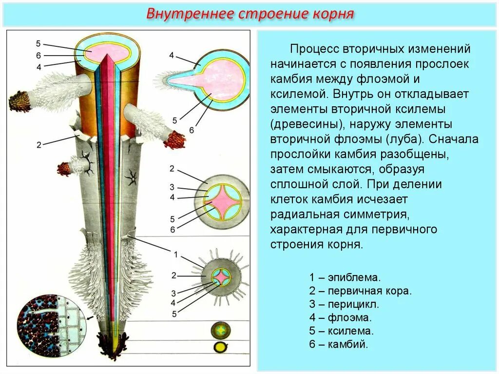 Строение корня ответ. Внешнее и внутреннее строение корня рисунок. Корень внешнее и внутреннее строение корня. Внутреннее строение Корн. Микроскопическое строение корня.