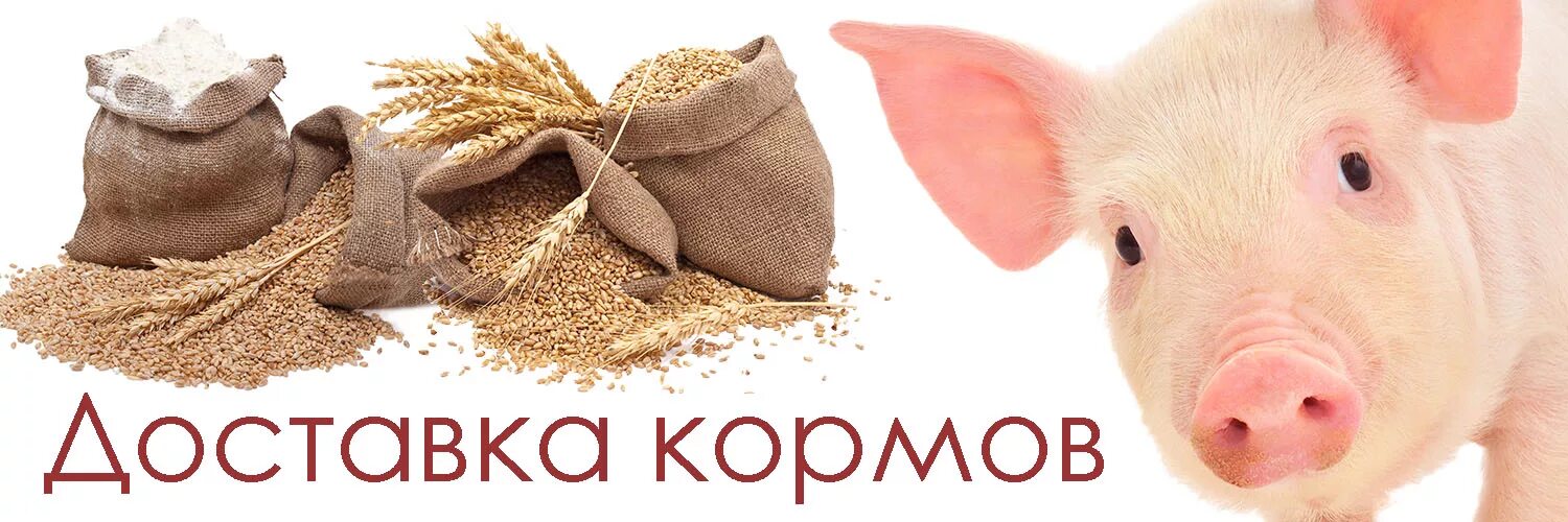 Комбикорма для животных. Комбикорм реклама. Визитка корма для животных. Корм для сельскохозяйственных животных.