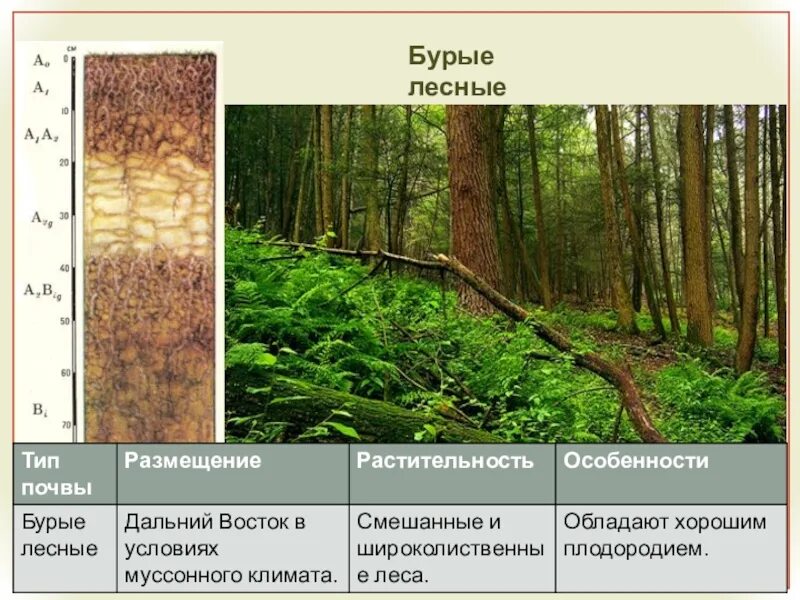 Бурые Лесные почвы почвенный профиль таблица. Подтипы бурых лесных почв. Бурые Горно-Лесные почвы. Серые и бурые Лесные почвы.