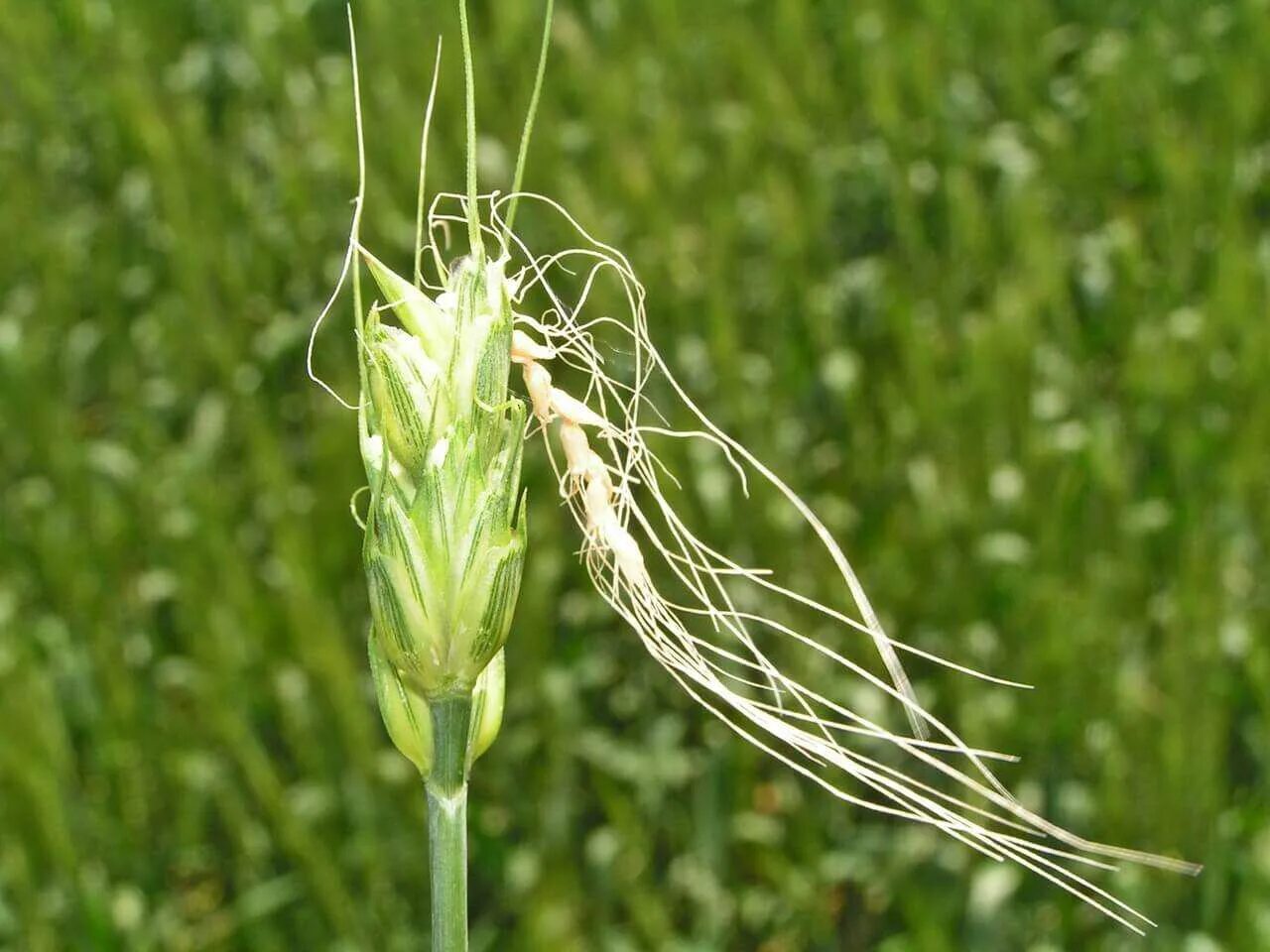 Пшеничный трипс. Haplothrips tritici - трипс пшеничный. Пшеничный трипс повреждение пшеницы. Вредитель в Колосе на пшенице Яровой. Пшеничный трипс на пшенице.