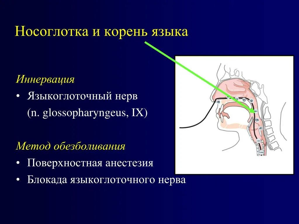 Языкоглоточный нерв. Языкоглоточный нерв иннервирует. Языкоглоточный нерв иннервация языка. Блокада языкоглоточного нерва.