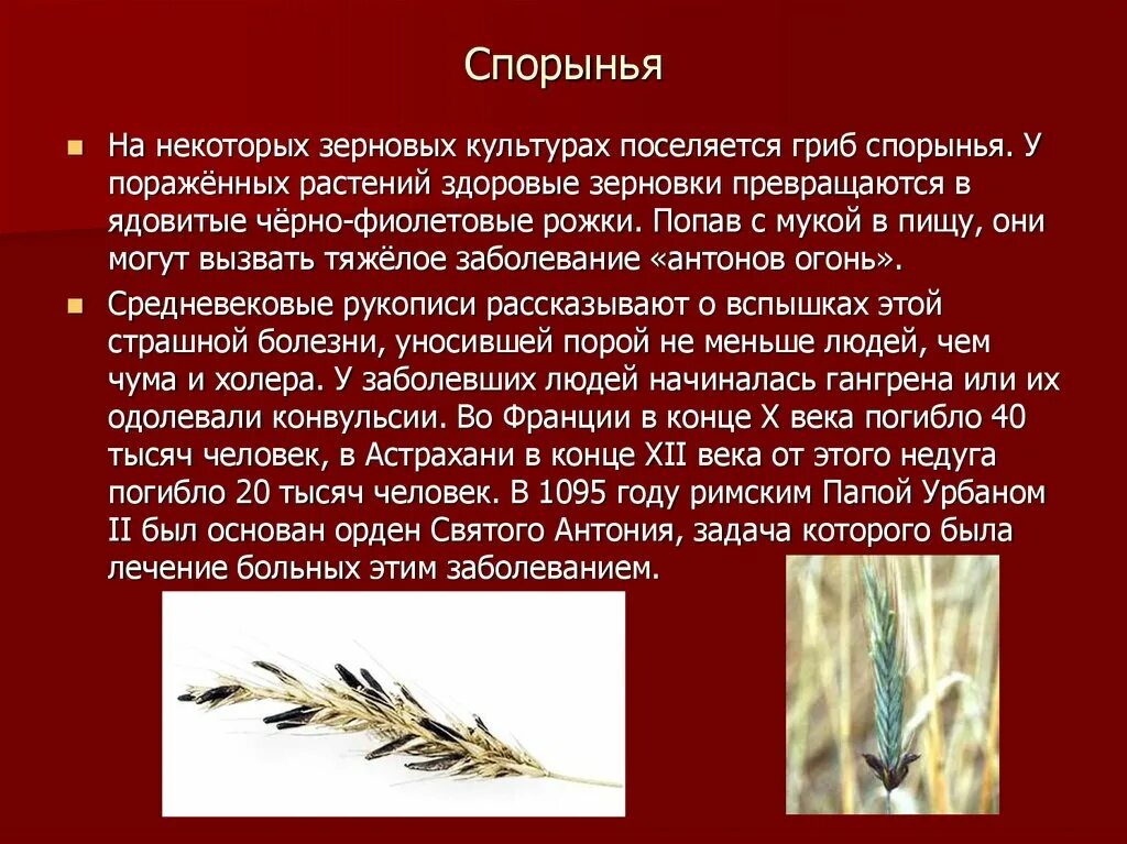 5 спорынья. Спорынья это плесневый гриб. паразитический гриб спорынья. спорынья гриб паразит. головня и спорынья грибы паразиты.