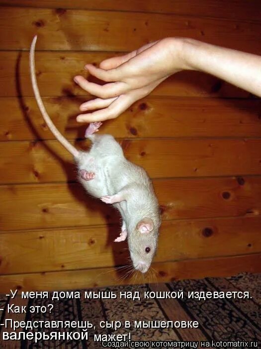 Издеваются над мышью. Издевательства над крысой. Издеваются над мышью. Издевательство над мышами. Дикая мышь в мышеловке.