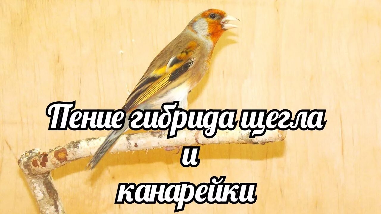 Канарейки и щеглы информатика. Канарейка гибрид щегол гибрид. гибрид седоголовый щегол. канарейки и щеглы. пение гибрида щегла и канарейки.