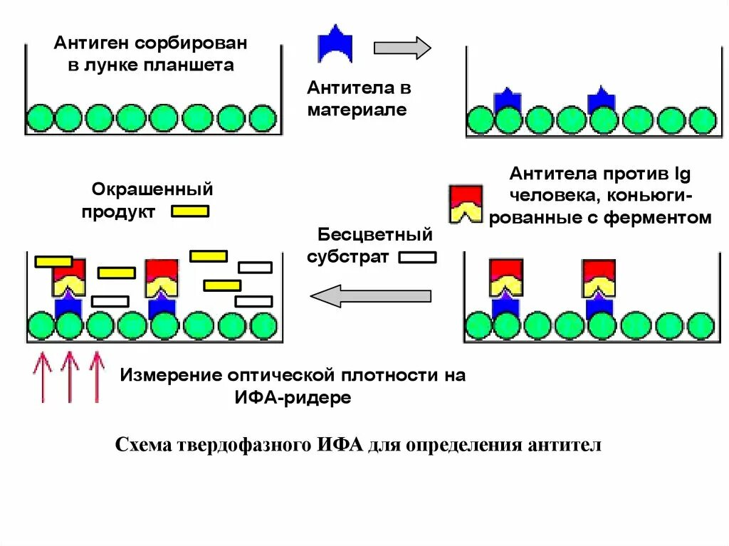 Ифа определение иммуноглобулинов. Конкурентный ифа схема. схема постановки реакции ифа. твердофазный конкурентный ифа схема. ифа микробиология схема.