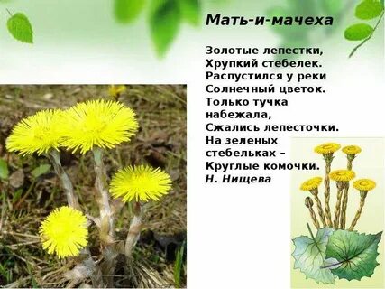 Золотые лепестки хрупкий стебелек распустился у реки