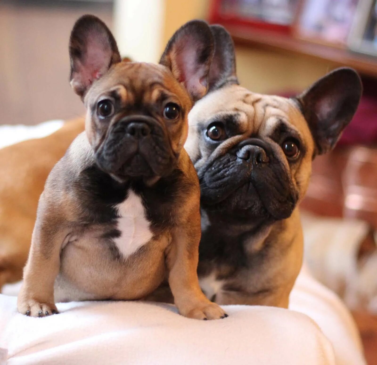 Мини французский бульдог описание. Французский бульдог. Мини французский бульдог описание. Мини французский бульдог описание. Французский бульдог щенок.