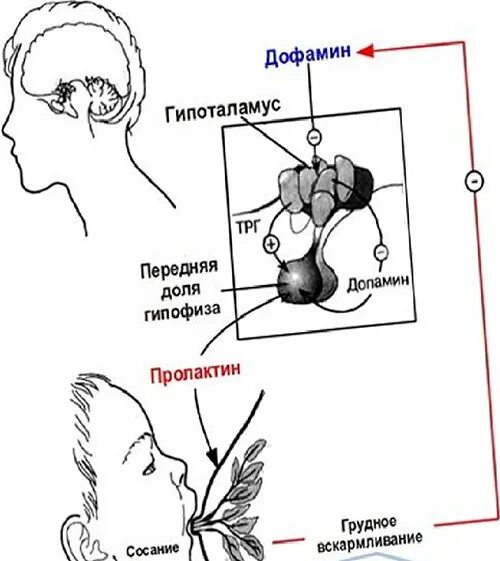 Пролактин 1000. Пролактин. Пролактин гормон. Гормон пролактин у женщин. Пролактин при гв норма.