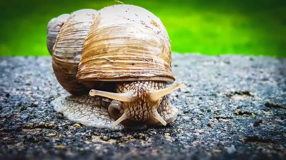 Улитка слон. Улитка Snail House. Домик для улитки. Ракушка улитки. Улитка спряталась.