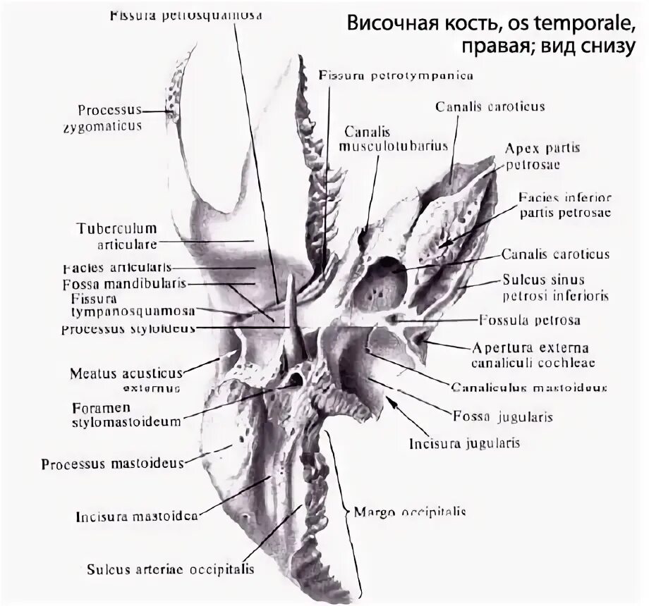 Sulcus sinus petrosi inferioris