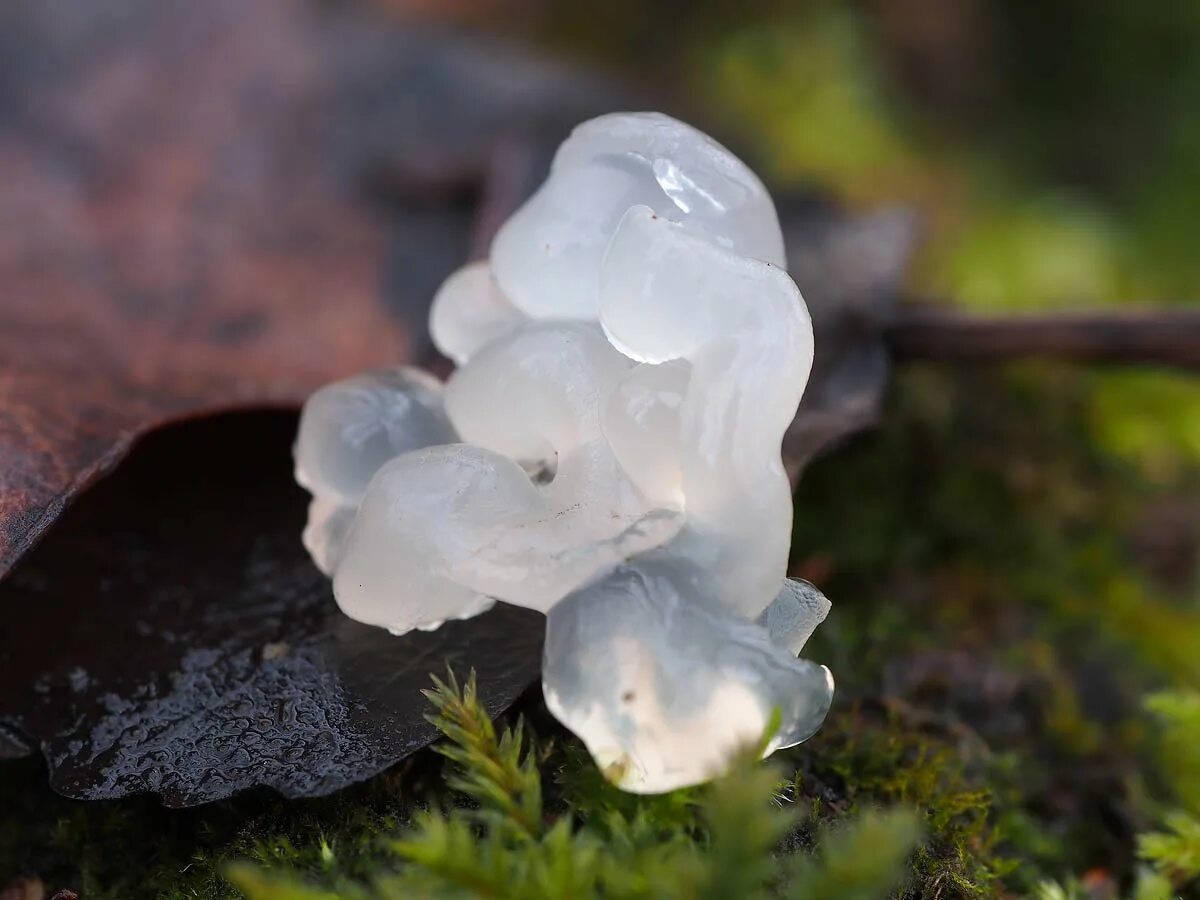Где находится морской гриб. Ледяной гриб тремелла. Снежное дерево гриб. Тремелла молочко. Облако гриб в Казани.