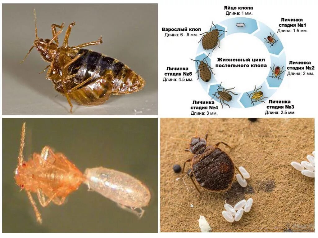 Сколько живут клопы квартире. Жизненный цикл клопов постельных. Цикл развития клопа. Личинка постельного клопа строение. Жизненный цикл клопа домашнего.