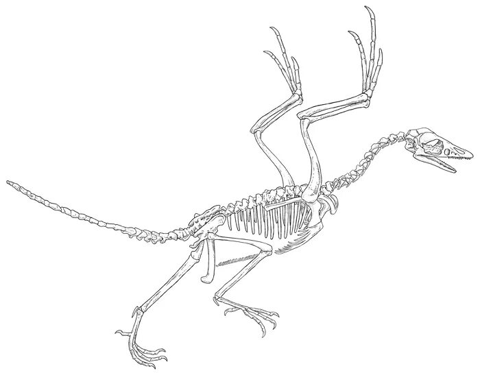 Archaeopteryx Skeleton. Archaeopteryx скелет. Скелет археоптерикса и птицы. Археоптерикс скелет Эволюция. Скелет археоптерикса