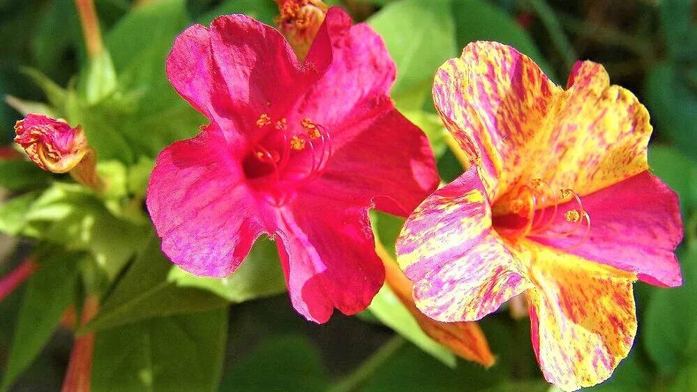 Мирабилис ялапа цветок. Мирабилис ялапа ночная красавица. Мирабилис ялапа Цветочная.